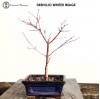 Starter Red Deshojo Maple Bonsai Tree