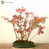 Japanese Maple| 13 Tree Forest | COLLECTION O