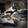 Large Olive Tree Specimen