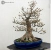 Large Trident Maple | Specimen Bonsai | COLLE
