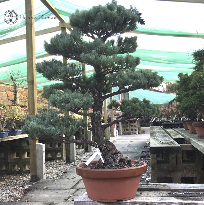 Japanese White Pine | COLLECT FROM HERONS