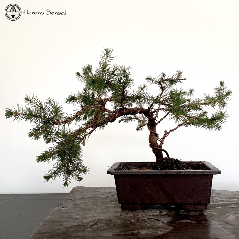 Picea Bonsai Tree | Semi Trained