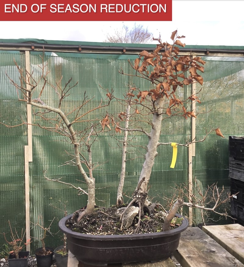 Beech Bonsai Forest | COLLECT FROM HERONS
