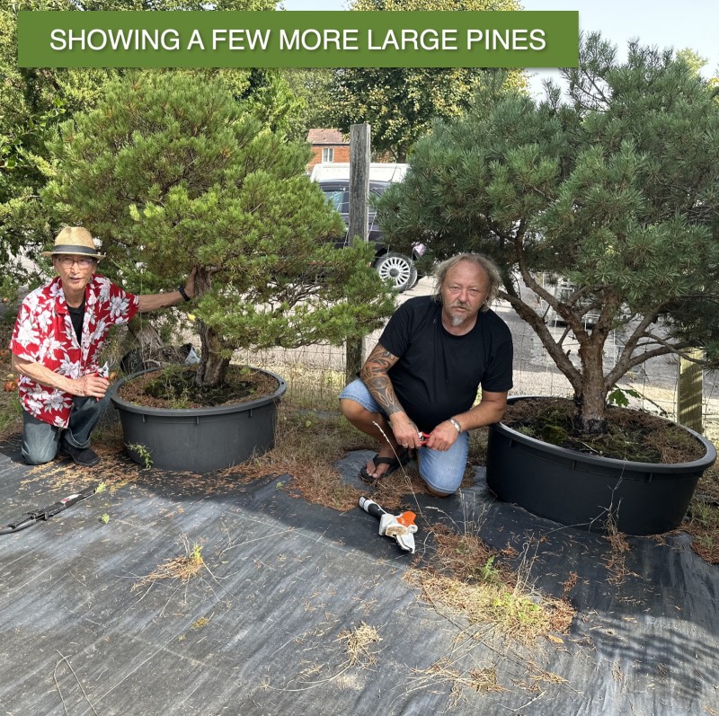 Large Pines | There are hundreds on the Nurse