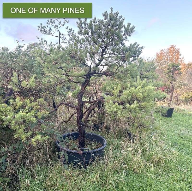 Large Pines | There are hundreds on the Nurse
