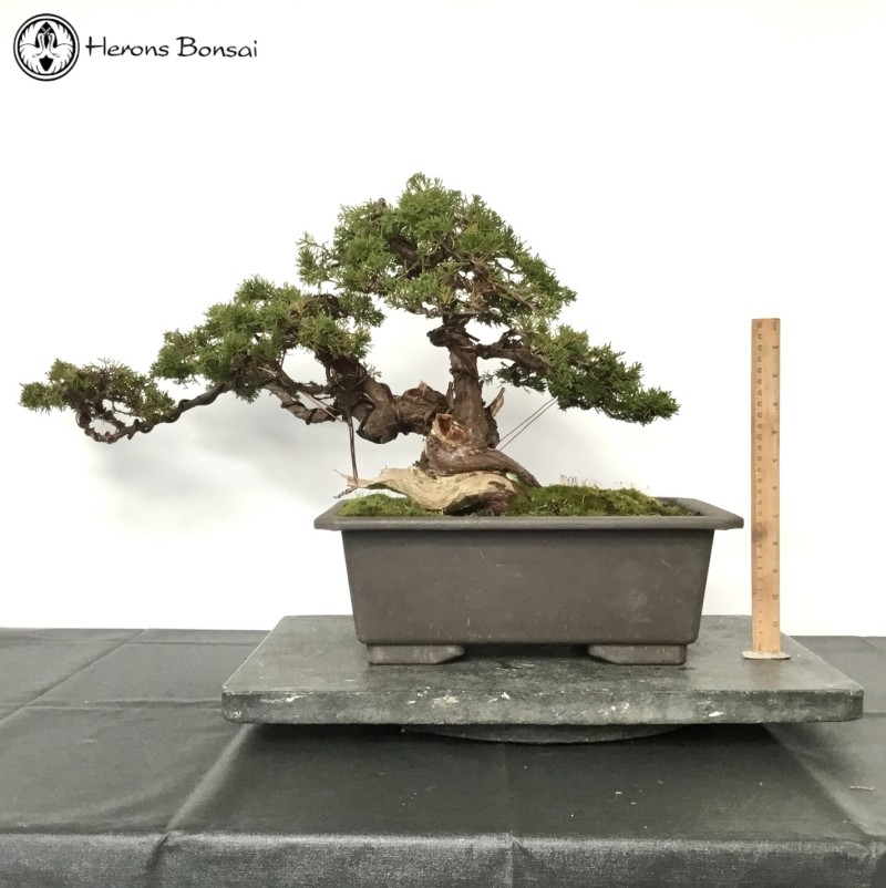 Outdoor Chinese Juniper Itoigawa Bonsai Tree 