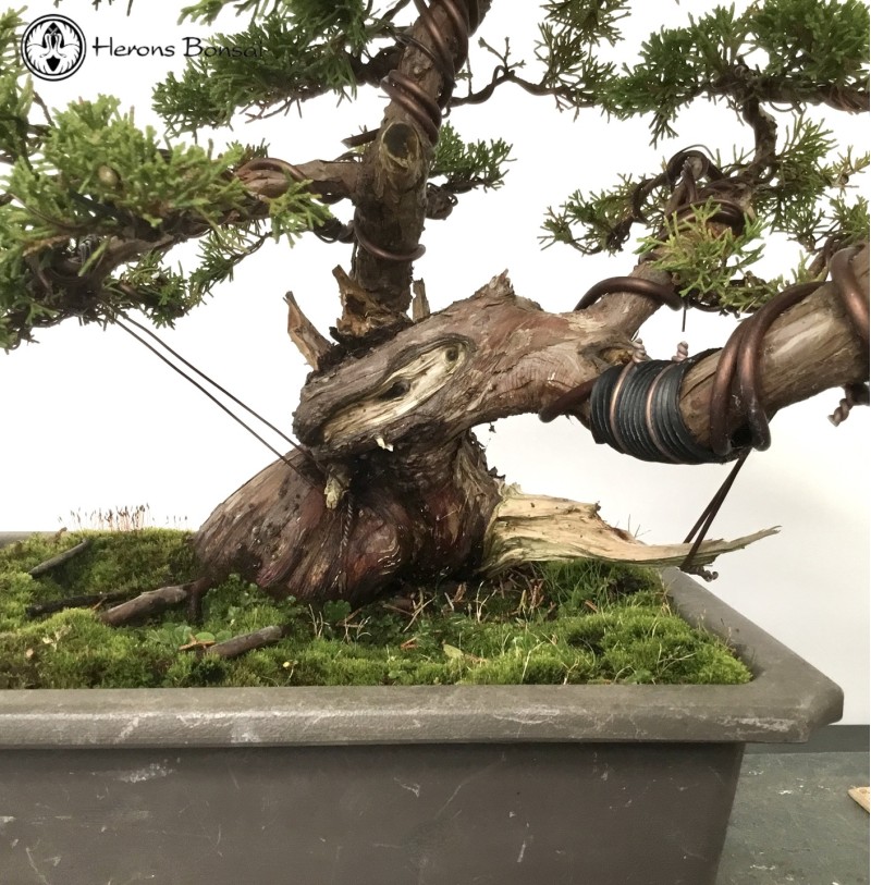 Outdoor Chinese Juniper Itoigawa Bonsai Tree 