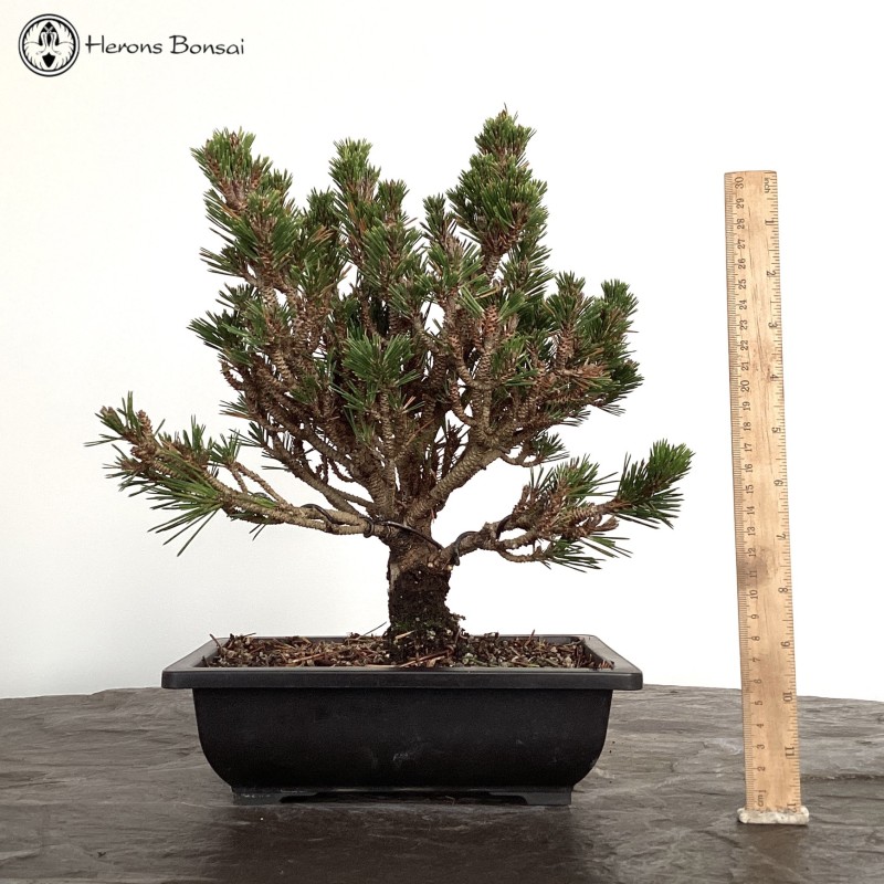 Outdoor Pinus thunbergii Kotobuki | Japanese 