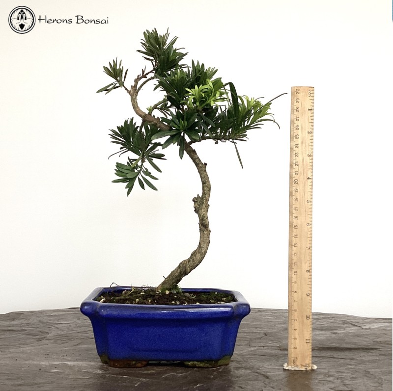 Buddhist Pine 'Podocarpus'