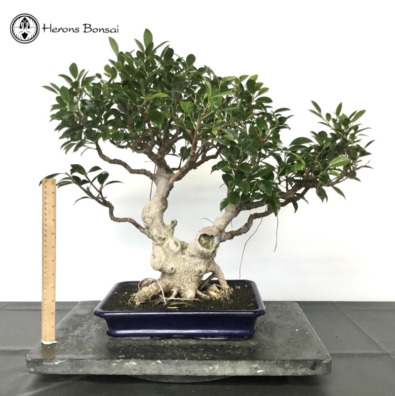 Indoor Ficus Bonsai Tree | COLLECT FROM HERON