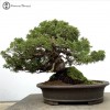 Chinese Juniper | Itiogawa bonsai tree