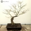 Mountain Maple | Large | COLLECTION ONLY