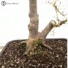Mountain Maple Bonsai Tree | COLLECTION ONLY