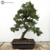 Chinese Juniper 'Itoigawa' | COLLECTION ONLY