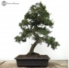Chinese Juniper 'Itoigawa' | COLLECTION ONLY