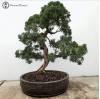 Chinese Juniper Bonsai Tree | COLLECTION ONLY