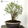 Large Chinese Privet | COLLECTION ONLY