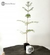 Dawn Redwood Bonsai Starter Tree
