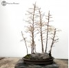 Chinese Larch Group Bonsai Forest - 9 Trees