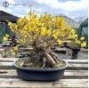 Large Forsythia Bonsai | COLLECTION ONLY
