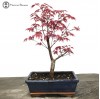 red deshojo maple bonsai tree - starter