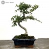Ulmus parvifolia ‘Chinese Elm’  Bonsai Tree 