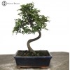 Ulmus parvifolia ‘Chinese Elm’  Bonsai Tree |