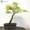 Acer Japonicum or Full Moon Maple