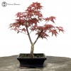 Red Deshojo Maple Bonsai - Starter