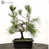Pinus thunbergii | Japanese Black Pine  