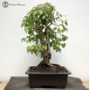 Cornus | Dogwood Bonsai Tree