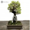 Zelkova Bonsai Tree | Root over Rock 