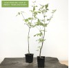 Paperbark Maple Bonsai Starter Tree