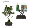 ficus beginners easy indoor bonsai gift pack 