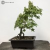 Outdoor Semi-Trained Maple Bonsai Tree