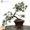 Outdoor Beuvronensis Pine Bonsai 