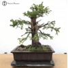 English Yew Bonsai Tree