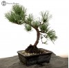 Outdoor Pinus thunbergii | Black Pine Bonsai 
