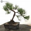 Outdoor Pinus thunbergii | Black Pine Bonsai 