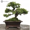 Outdoor Chinese Juniper Bonsai Tree