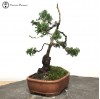 Hinoki Cypress Bonsai Tree       