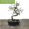 Chinese Elm Bonsai Tree 