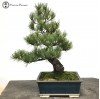 japanese white pine bonsai tree