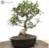 Indoor Ficus Bonsai Tree     