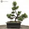 Mugo Pine Bonsai Starter Tree
