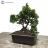 Hinoki Cypress in a Plastic Pot
