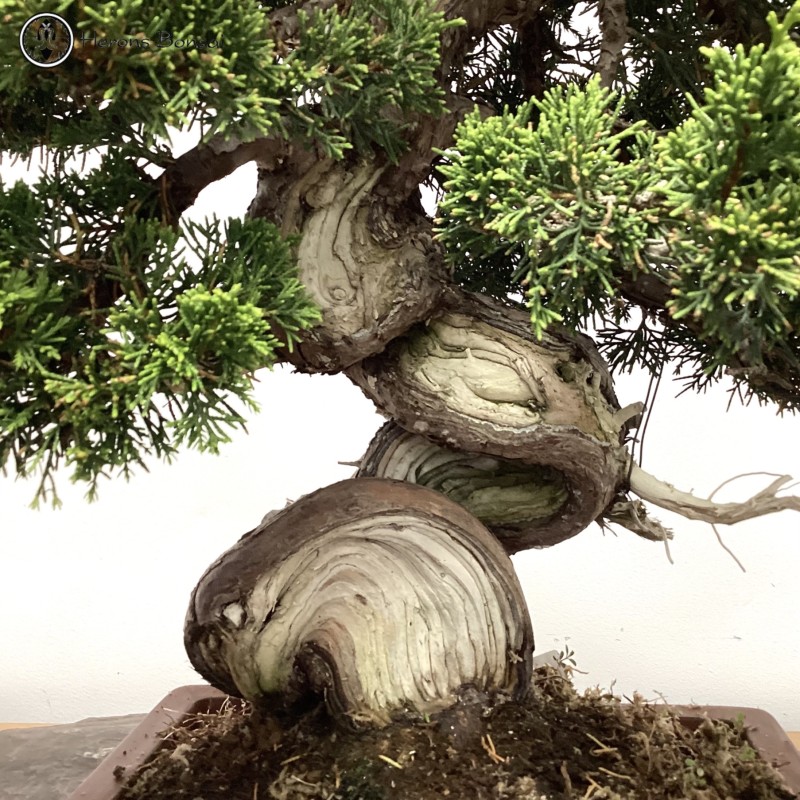 Outdoor Chinese Juniper Bonsai Tree | COLLECT