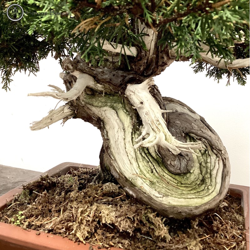 Outdoor Chinese Juniper Bonsai Tree | COLLECT