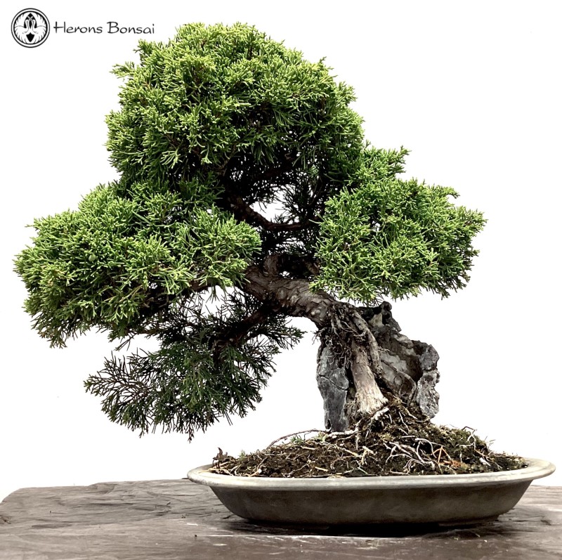 Chinese Juniper Root Over Rock Bonsai Tree | 