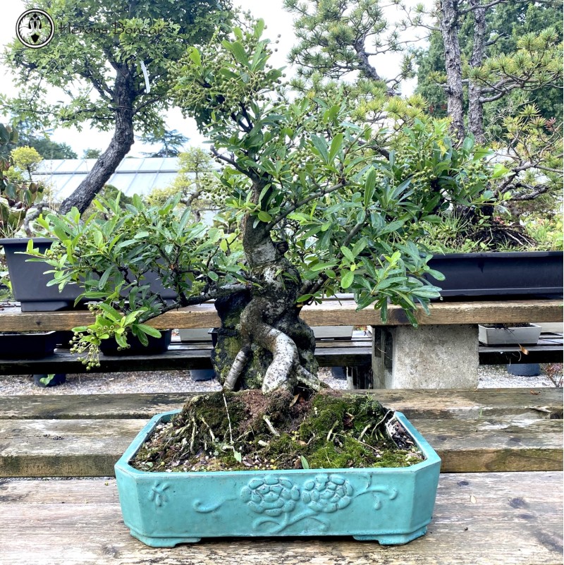 Outdoor Pyracantha Bonsai Tree | COLLECTION O